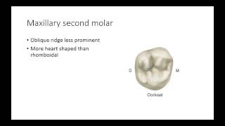 Dental Anatomy Permanent Molars [upl. by Oslec233]