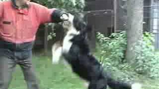 Bernese Mountain Dog  Fighting Play [upl. by Asiralc]