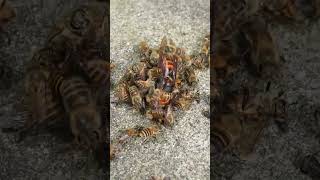 Disrupting a Hot Defensive Bee Ball Giant Hornet Revealed [upl. by Burnley278]