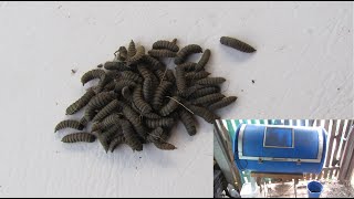 Black Soldier fly larvae BSFL farm Hermetia illucens [upl. by Yelhs]