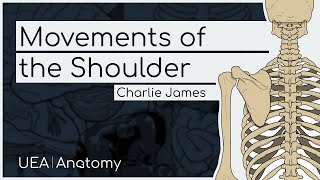 Movements of the Shoulder [upl. by Yllut]