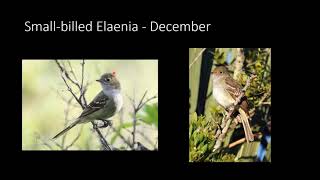 Elaenia Identification [upl. by Eras]