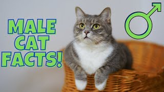 12 Surprising Facts About Male Cats 9 is Disturbing [upl. by Joyan141]