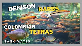 BEAUTIFUL DENISON BARBS  COLOMBIAN TETRAS TANK MATES [upl. by Monteria73]