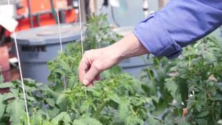 Growing Tomatoes Hydroponically [upl. by Nisen675]