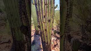 Saguaro National Park16 highlight [upl. by Walther]