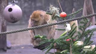 Lecker geschmückte Tannenbäume im Tierpark Berlin  Deliciously decorated trees at Tierpark Berlin [upl. by Akram]