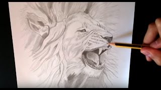 Como dibujar un león realista  How to draw a realistic lion [upl. by Rehtse917]