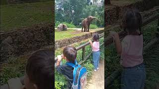 Melihat gajah ditaman safari gajah zoo mainananak liburan fypシ゚viral [upl. by Elbag280]