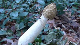 Phallus Impudicus Var Togatus mushroom [upl. by Maynord640]