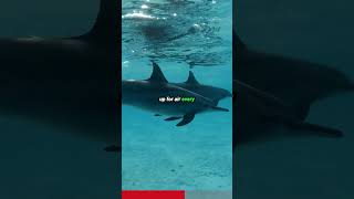 How Do Dolphins Sleep Without Drowning [upl. by Afas]