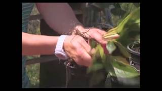 Dividing Anthuriums [upl. by Padraic271]