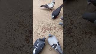 My love pigeon shortvideo pigeon bird viralreels [upl. by Femmine]