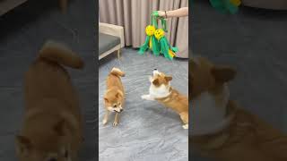 The tugofwar toy that makes dogs unable to stop playing is super fun for dogs Corgis cute pe [upl. by Beckett573]