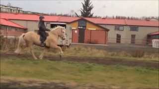 The 5 gaits of the icelandic horse [upl. by Ayerhs]