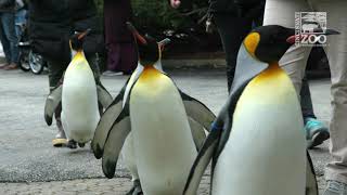 Penguin Parade 2021  Cincinnati Zoo [upl. by Dehlia]