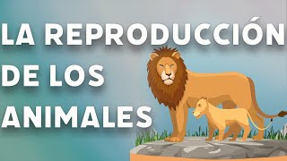 REPRODUCCION EN ANIMALES [upl. by Helbonnas]