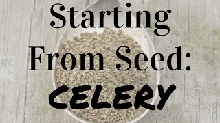 How to Start Celery From Seed [upl. by Ahsead]