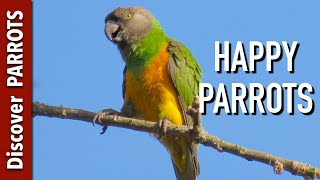 Happy Parrots Ep1  African forest sounds to play for your parrot  Discover PARROTS [upl. by Beale]