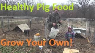 Feeding Potbelly Meat Pigs [upl. by Walling717]