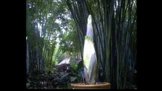 Corpse Flower Time Lapse [upl. by Bohlin]