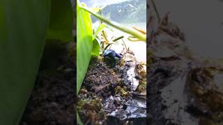 Blue Poison Dart Frog Dendrobates tinctorius azureus Eating Fruit Flies in Slow Motion [upl. by Lehteb197]