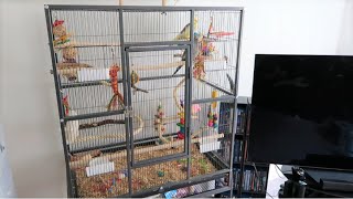 How to Setup Your Cockatiels Cage  Parrot Cage Setup  TheParrotTeacher [upl. by Ralip]