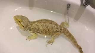 How To Clear Impaction  Impacted Bearded Dragon Lizard  Reptile constipation [upl. by Rachele262]