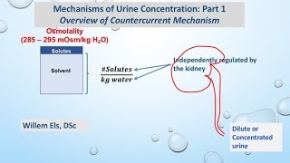 Mechanisms of Urine Concentration Part 1 Overview of Countercurrent Mechanism [upl. by Kort]