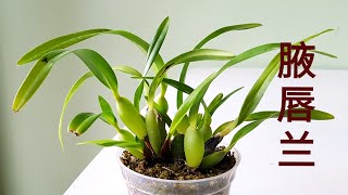 Maxillaria tenuifolia and Maxillaria variabilis 腋唇兰 [upl. by Bokaj]