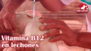 Beneficios y aplicación de VITAMINA B12 en lechones  Granja San Lucas [upl. by Male]