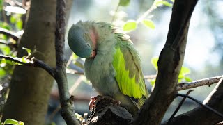 Potoroo Palace  Princess parrot cleaning itself [upl. by Refinnej704]