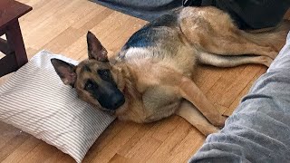 What Its Like Owning a German Shepherd [upl. by Ttelrats]