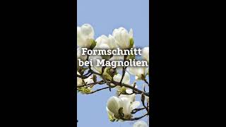 Formschnitt bei Magnolien I PflanzenKölle [upl. by Lundquist706]