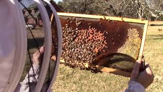 Bees Feeding and Eating How Do They Do It [upl. by Gavrah740]