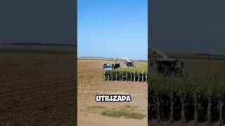 Silagem de milho no Brasil pecuariadeleite agro [upl. by Adnawed]