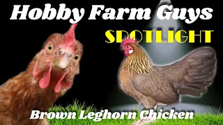 HFG Farm Animal Spotlight Brown Leghorn Chicken [upl. by Carney887]