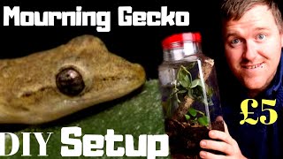 Complete Mourning Gecko Setup  Less Then £5 [upl. by Elleon]