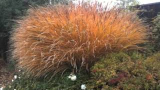 Low WaterDrought Tolerant Grasses [upl. by Strang686]