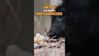 ¿LOS OSOS COMEN ABEJAS sabias datoscuriosos abejas [upl. by Miza]