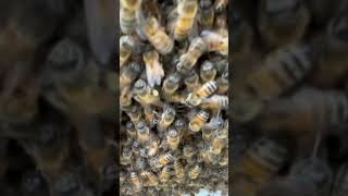 Lots of honey bees some with pollen honeybee beekeeper bee [upl. by Mazurek]