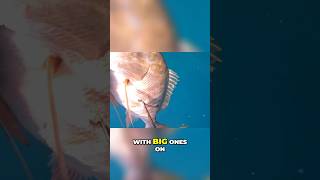 Spearfishing BIG Mutton Snappers shorts youtubeshorts spearfishing stlucia 758 [upl. by Teerprah177]