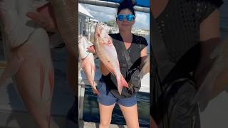 “STEALING SNAPPERS”Volume Up 😂 fishing fishingvideo keywest floridakeys funnyvideo [upl. by Adriene]