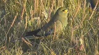 Blue Winged Parrot  Neophema chrysostoma  HD Video Clip 11 Tim Sigga ABVC [upl. by Ilenay629]