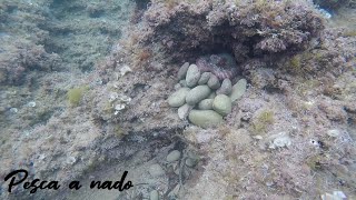 Pesca Submarina Pulpos Alicante con agua limpia [upl. by Leilah]