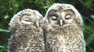 Nationalpark Bayer Wald Junge Habichtskäuze schmusen  ural owls chattering [upl. by Launce]