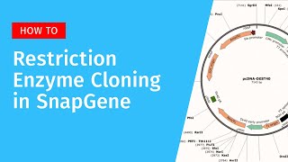 Restriction Enzyme Cloning in SnapGene [upl. by Kelbee]