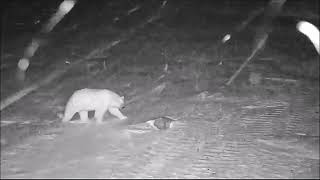 Polar bear reads the Tundra Newspaper  Polar Bear International Exploreorg [upl. by Ivets73]