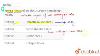 Tunica media of an elastic artery is made up mainly [upl. by Lednew470]