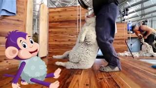 Curious Tots How wool is made into fabric  from farm to shearing shed to mill  Educational videos [upl. by Lertnom]